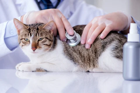 ROUTINE WELLNESS CHECKS