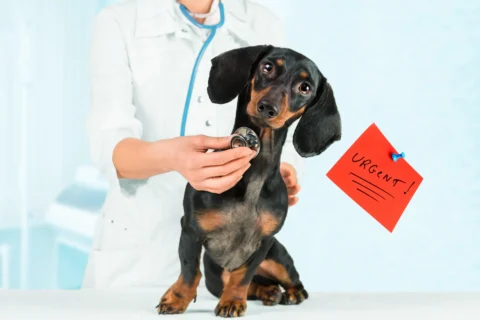 URGENT CARE FOR *NON*-LIFE-THREATENING PET ISSUES