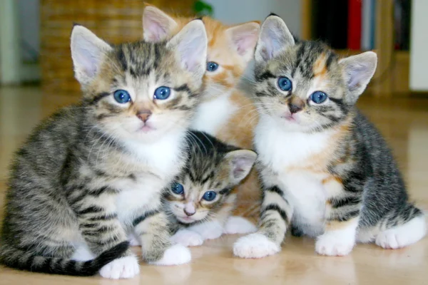 CATTERY CERTIFICATES