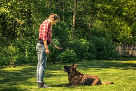 BEHAVIOURAL & TRAINING CONSULTATIONS